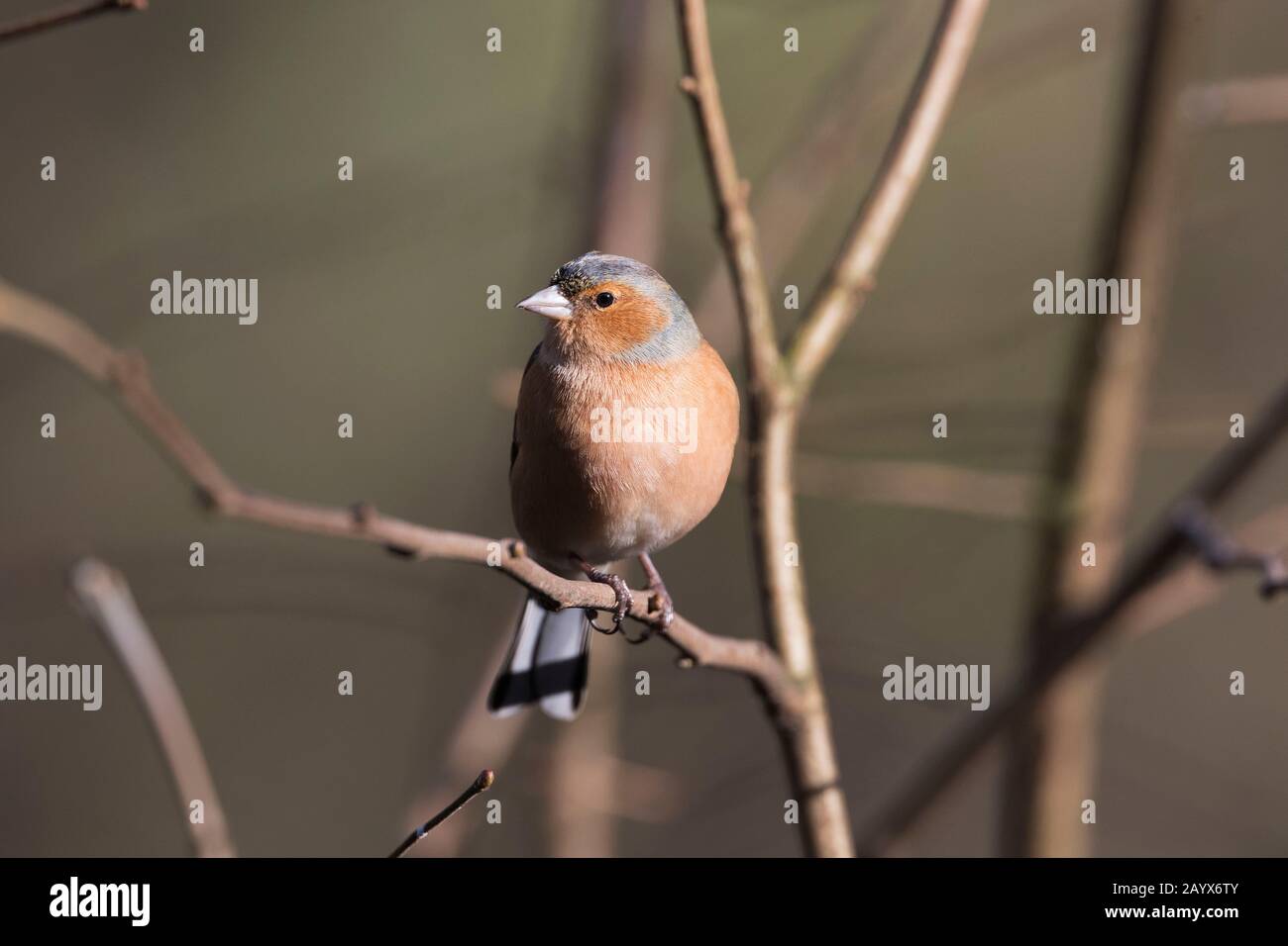 Chaffinch, Fringilla coelebs, en hiver Banque D'Images