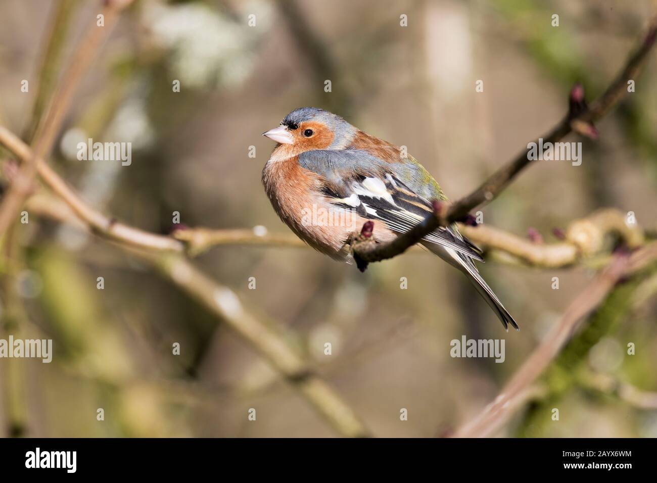 Chaffinch, Fringilla coelebs, en hiver Banque D'Images
