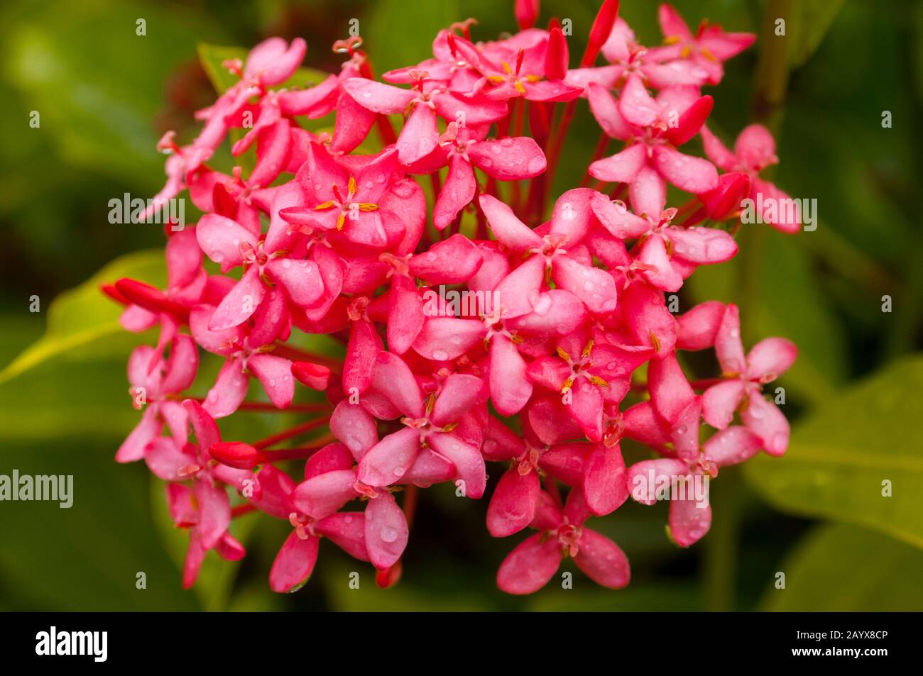 Fleur rose d'Ixora à Port Elizabeth, Bequia, une île des Grenadines dans les Caraïbes. Banque D'Images Fleur rose d'Ixora à Port Elizabeth, Bequia, une île des Grenadines dans les Caraïbes. Banque D'Images