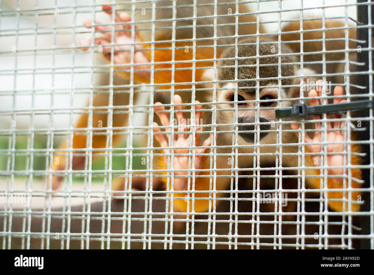 singe écureuil dans une cage. petit singe au zoo regardant la caméra Banque D'Images