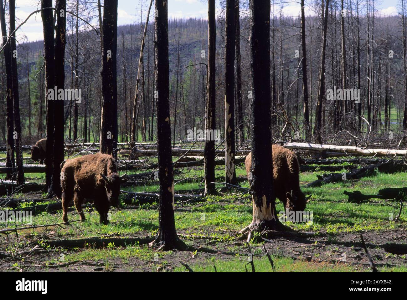 Les bisons américaines (Bison bison) paissent en forêt brûlée (feux de 1988) dans le parc national de Yellowstone au Wyoming, aux États-Unis. Banque D'Images