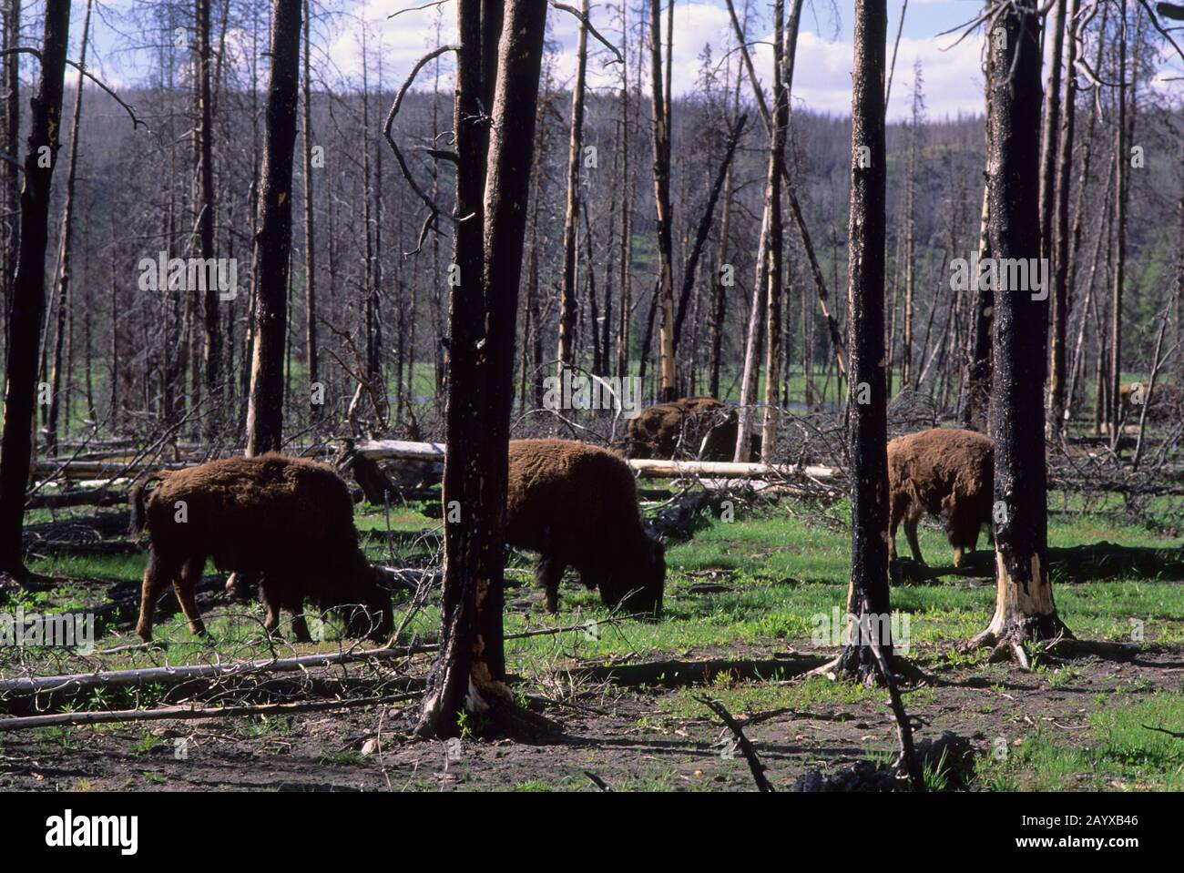 Les bisons américaines (Bison bison) paissent en forêt brûlée (feux de 1988) dans le parc national de Yellowstone au Wyoming, aux États-Unis. Banque D'Images