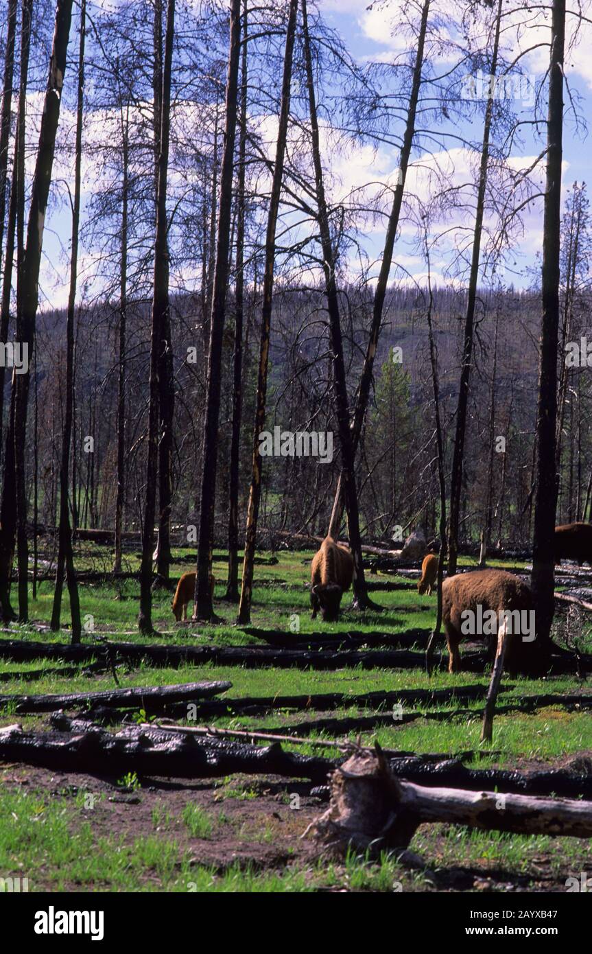 Les bisons américaines (Bison bison) paissent en forêt brûlée (feux de 1988) dans le parc national de Yellowstone au Wyoming, aux États-Unis. Banque D'Images
