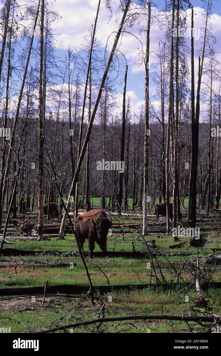 Bisons américains (Bison bison) pacage dans la forêt brûlée (feux de 1988) dans le parc national de Yellowstone au Wyoming, aux États-Unis. Banque D'Images