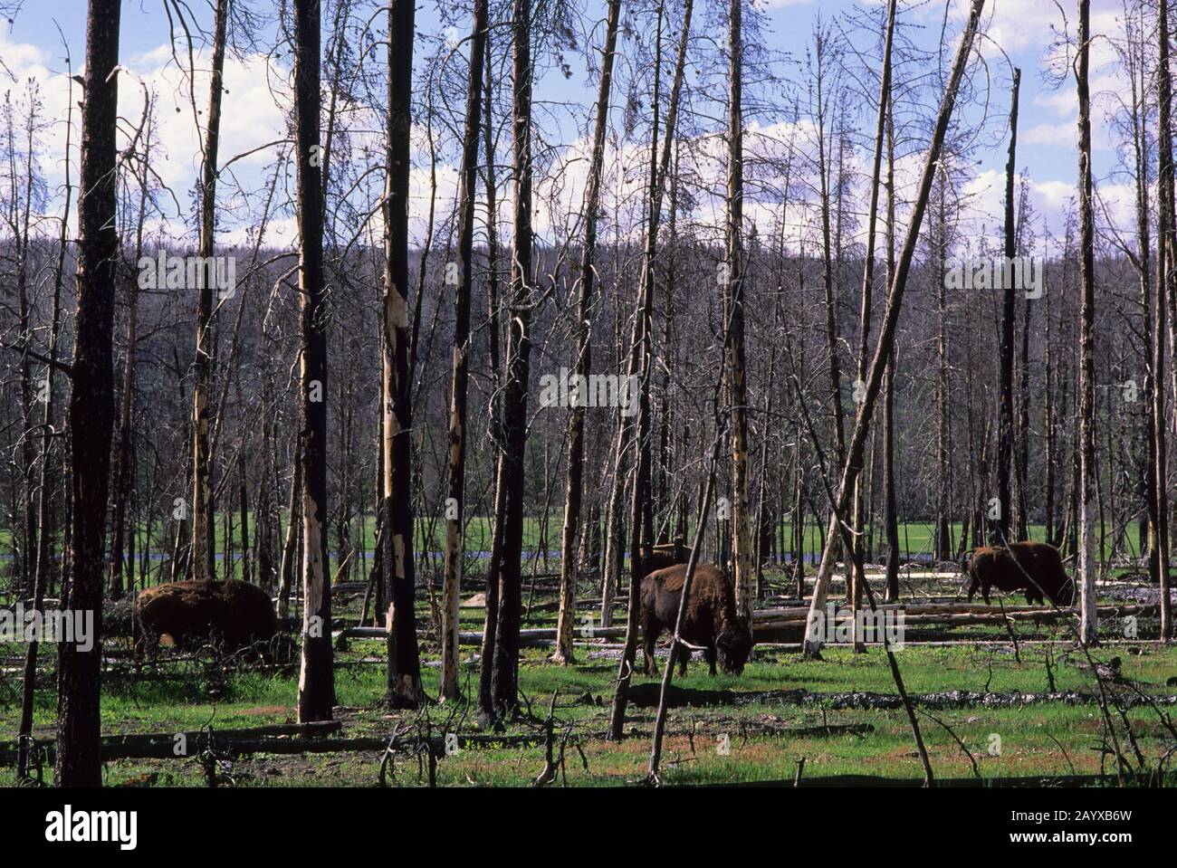 Les bisons américaines (Bison bison) paissent en forêt brûlée (feux de 1988) dans le parc national de Yellowstone au Wyoming, aux États-Unis. Banque D'Images