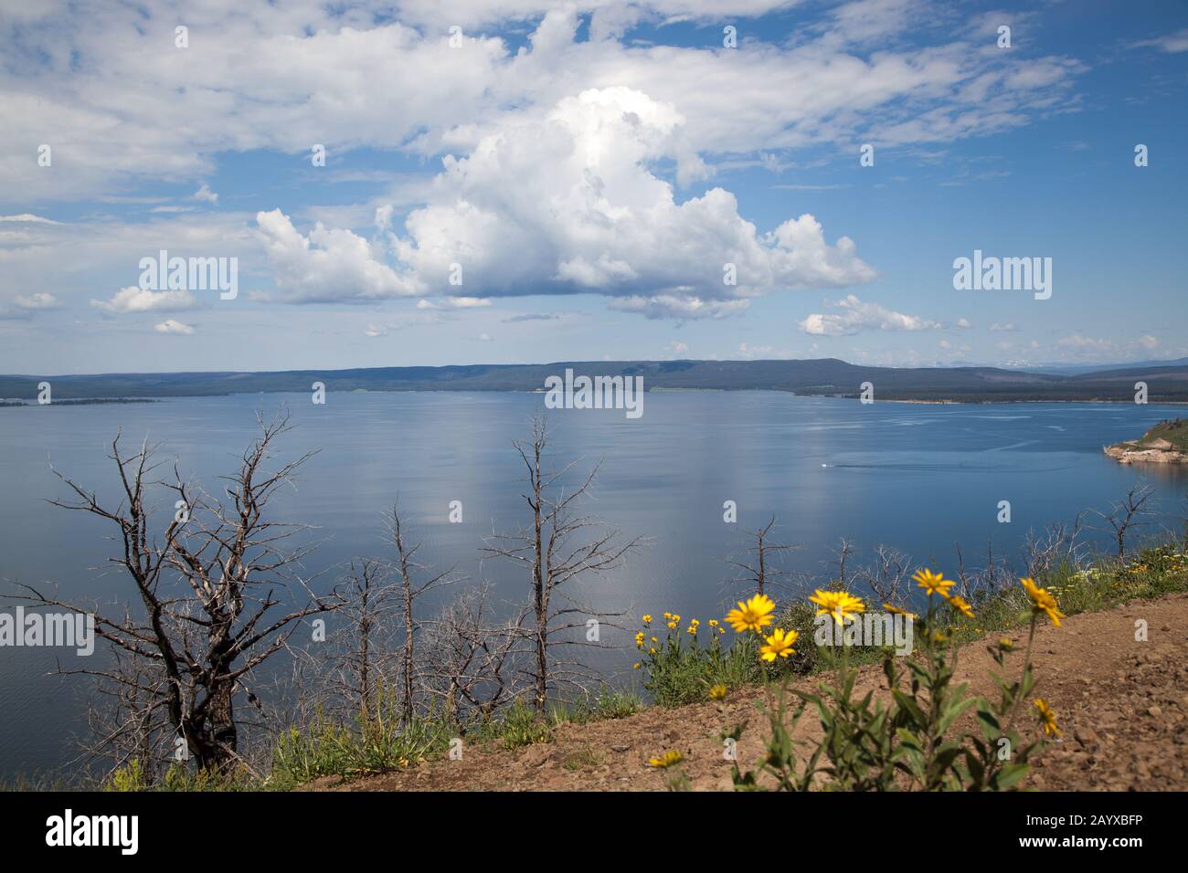 Surplombant le lac Yellowstone depuis le lac Butte, Vous Trouverez Des fleurs sauvages jaunes, des arbres brûlés provenant de feux de forêt passés et des montagnes éloignées situées à i Banque D'Images