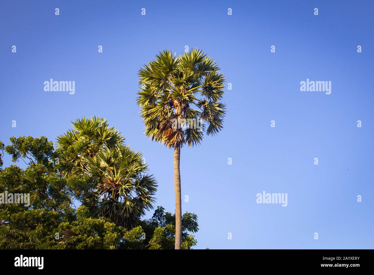 Groupe de palmiers palmyra avec fond de ciel bleu à Pulicat, Tamil Nadu, Inde. Pulicat est une ville située au nord de Chennai. Banque D'Images