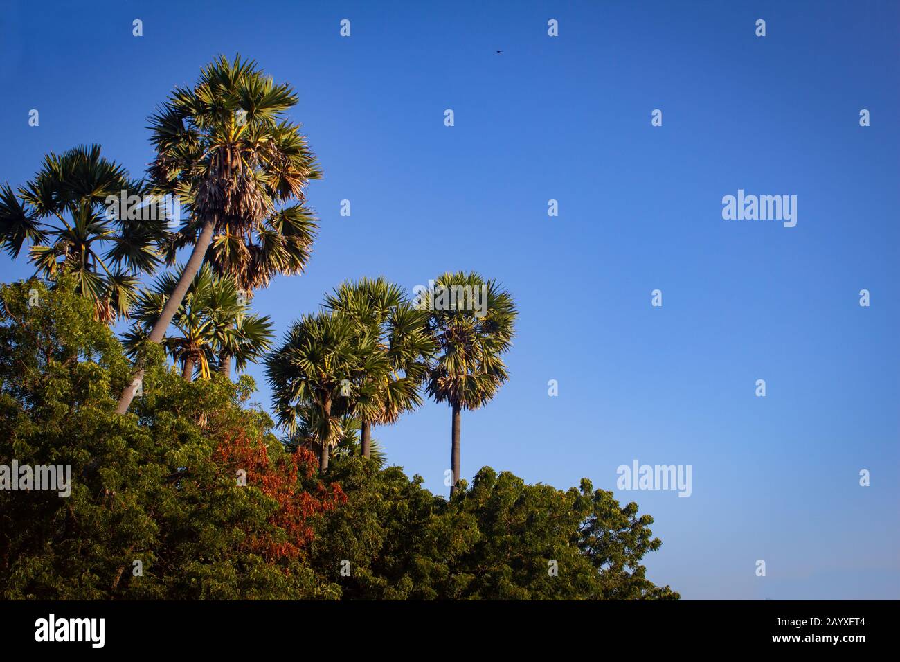 Groupe de palmiers palmyra avec fond de ciel bleu à Pulicat, Tamil Nadu, Inde. Pulicat est une ville située au nord de Chennai. Banque D'Images