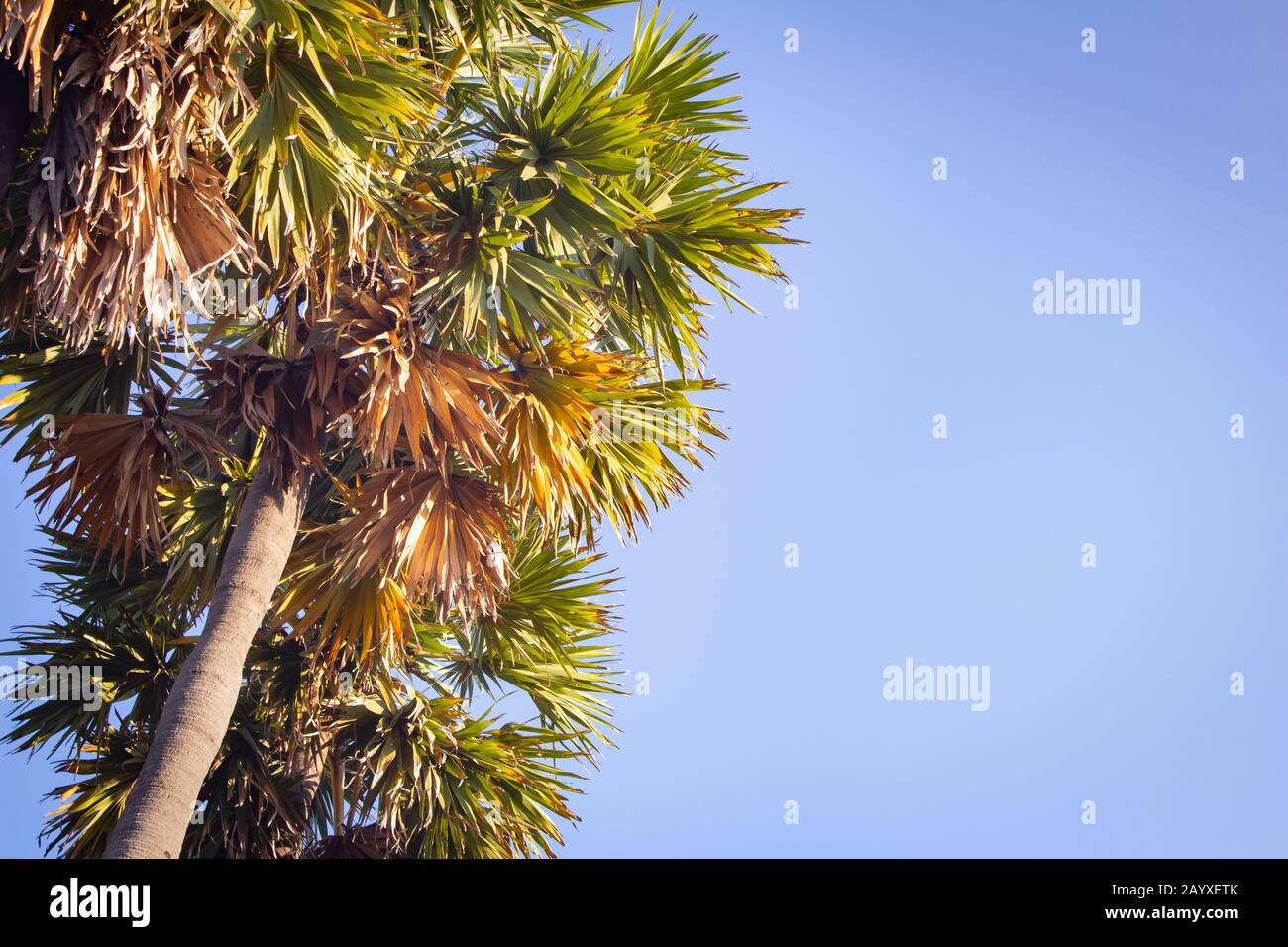 Groupe de palmiers palmyra avec fond de ciel bleu à Pulicat, Tamil Nadu, Inde. Pulicat est une ville située au nord de Chennai. Banque D'Images