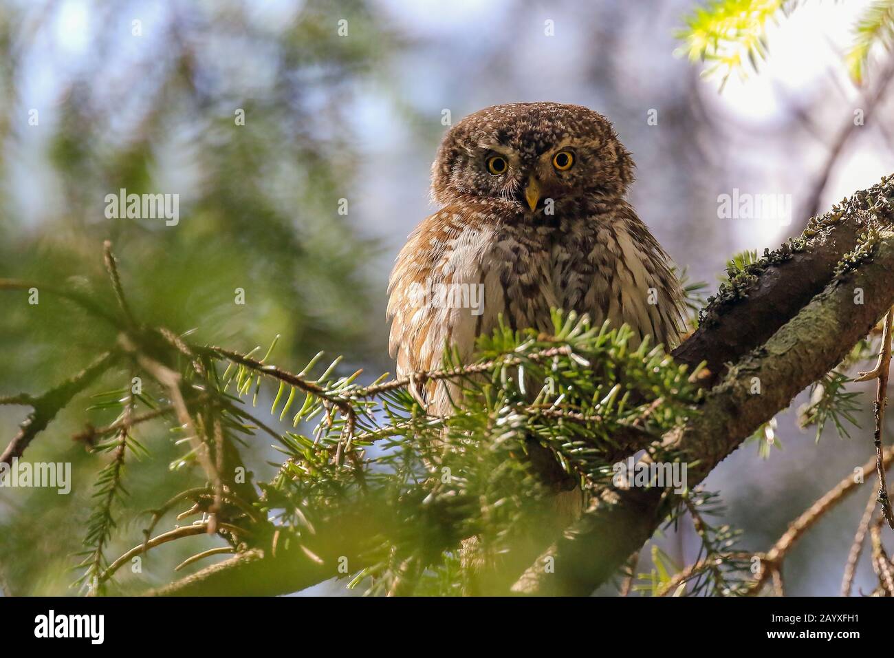 Eurasian Pygmy Owl Banque D'Images