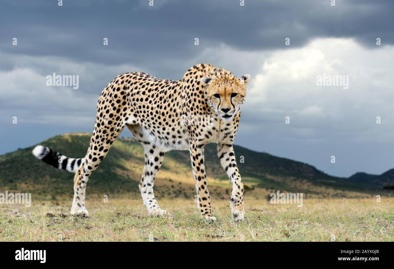 Guépard d'Afrique sauvage, animal mammifère magnifique. L'Afrique, Kenya Banque D'Images