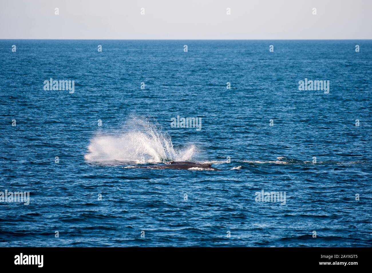 Baleine à bosse (Megaptera novaeangliae) qui claque la nageoire pectorale sur l'eau dans la Bahia de la Paz, mer de Cortez en Basse-Californie, Mexique. Banque D'Images