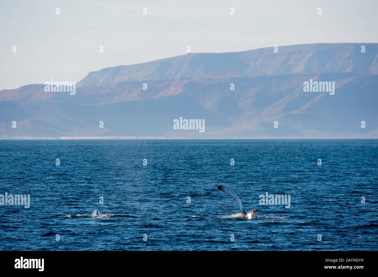 Baleine à bosse (Megaptera novaeangliae) qui claque la nageoire pectorale sur l'eau dans la Bahia de la Paz, mer de Cortez en Basse-Californie, Mexique. Banque D'Images