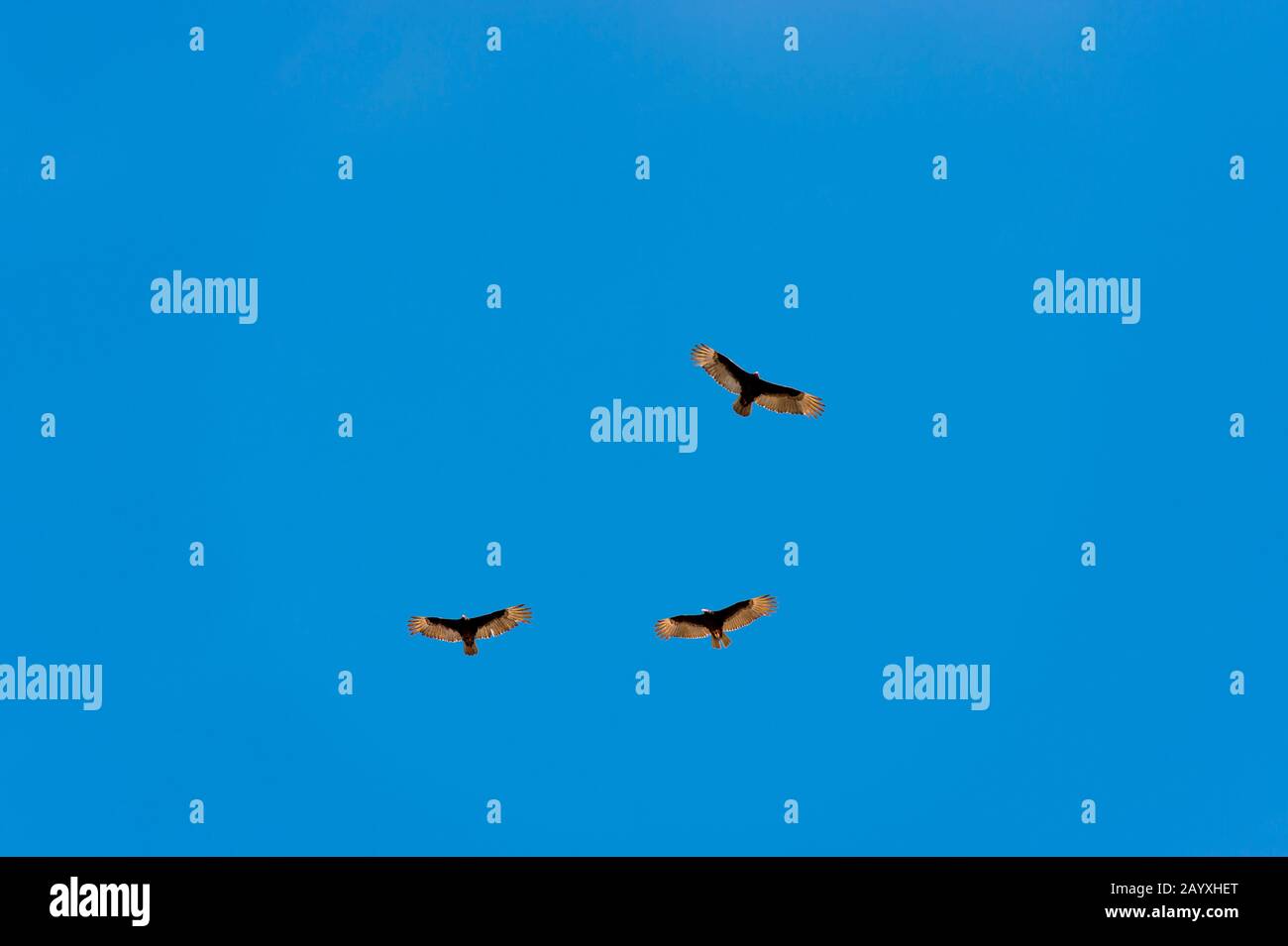 Trois vautours de Turquie (Cathartes aura) survolent les îles Los Islotes de Baja California, au Mexique. Banque D'Images