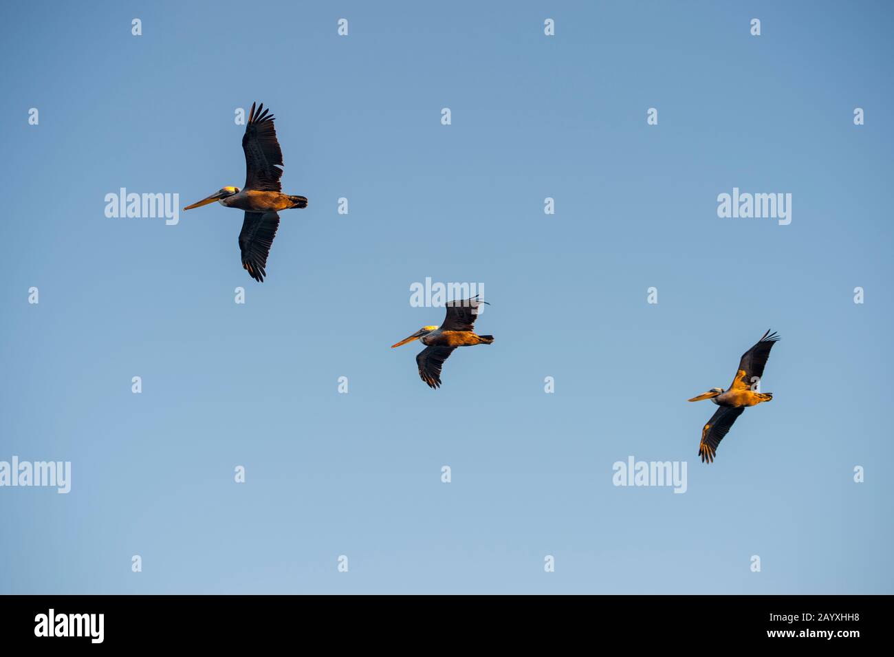 Pélicans bruns (Pelecanus occidentalis) en vol à Aqua Verde près de Loreto en Basse-Californie, Mexique. Banque D'Images