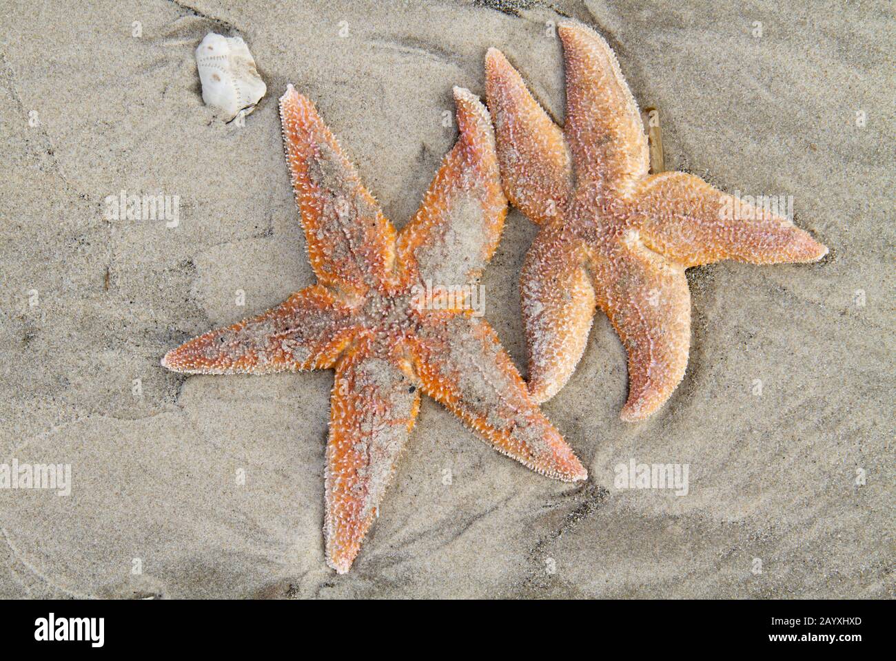 Deux étoiles de Starfish, mortes et tordées, se jetant sur une plage de sable Banque D'Images