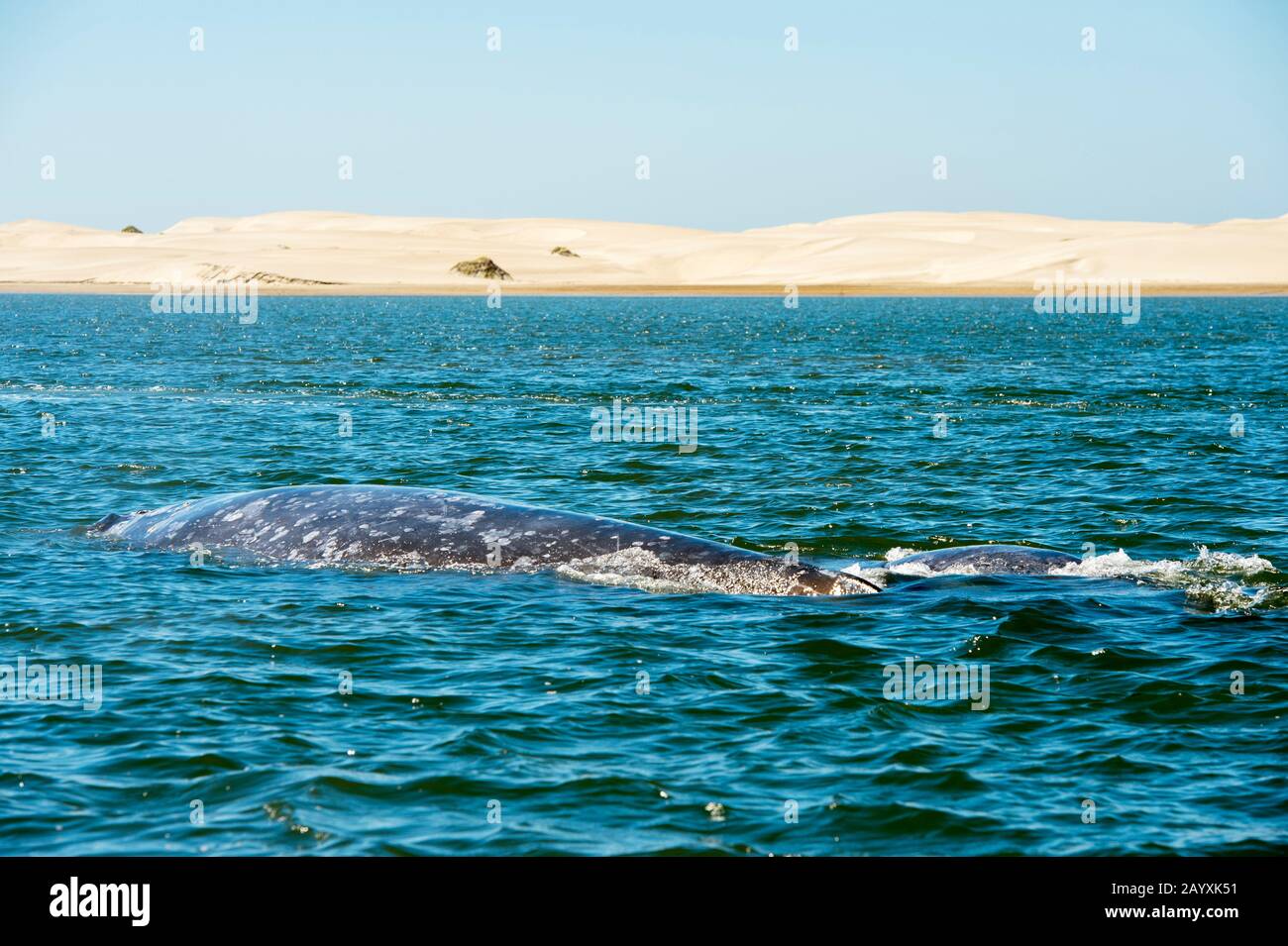Une baleine grise (Eschrichtius robustus) dans la baie de Magdalena, un des lieux de reproduction où ils accouchent, près de San Carlos en Basse-Californie, au Mexique. Banque D'Images