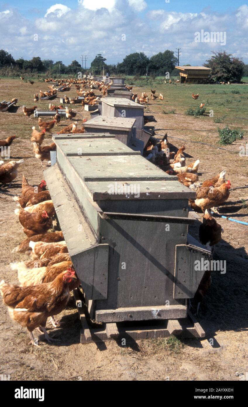 Les poules de la gamme libre de rouge du Rhode Island à la ferme aux auges d'alimentation Banque D'Images