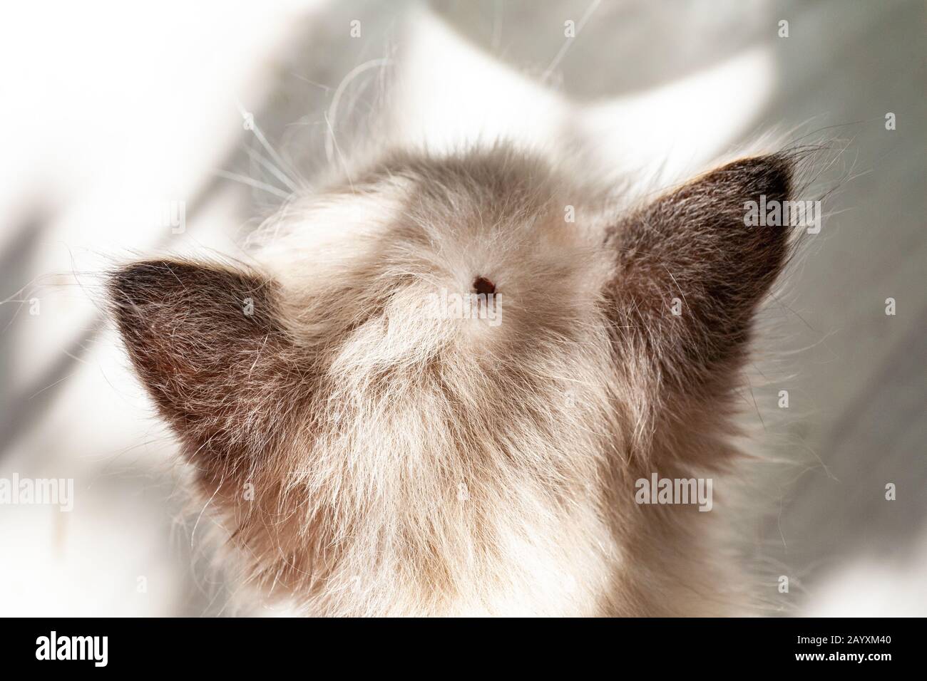 Une Tique Infectieuse Ixodique Collee A La Tete D Un Chaton Une Coche Un Peu Un Animal De Compagnie Trouve Une Tique Virale Sucette Parmi Les Cheveux Denses D Un Chat Photo Stock