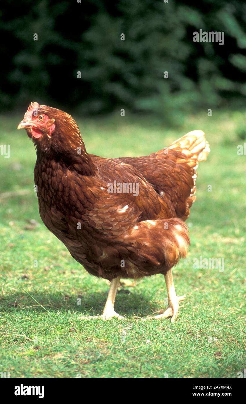 Rhode Island Red free range hen, adulte unique à la ferme de la liberté Banque D'Images