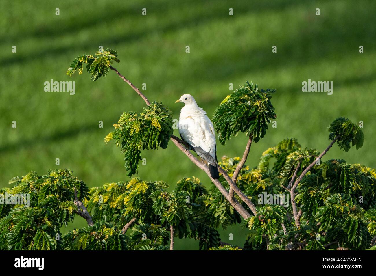 Torresian Imperial pigeon, Ducula bicolor, adulte perché dans l'arbre, Cairns, Queensland, Australie 12 janvier 2020 Banque D'Images