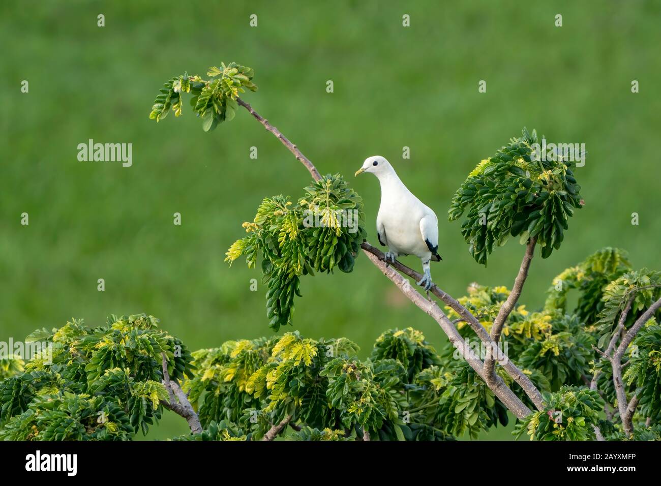 Torresian Imperial pigeon, Ducula bicolor, adulte perché dans l'arbre, Cairns, Queensland, Australie 12 janvier 2020 Banque D'Images