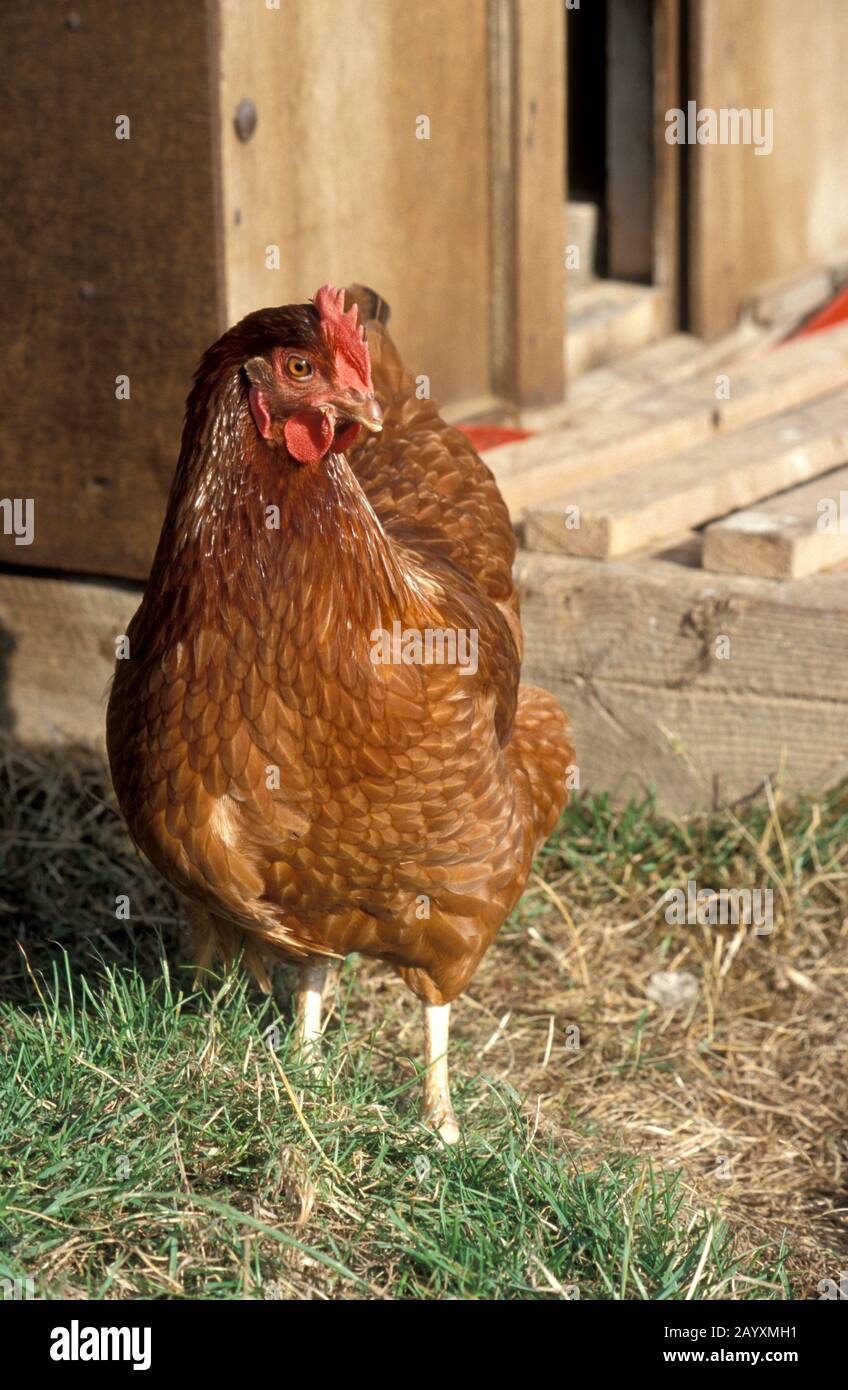 Rhode Island Red free range hen, adulte unique à la ferme de la liberté Banque D'Images