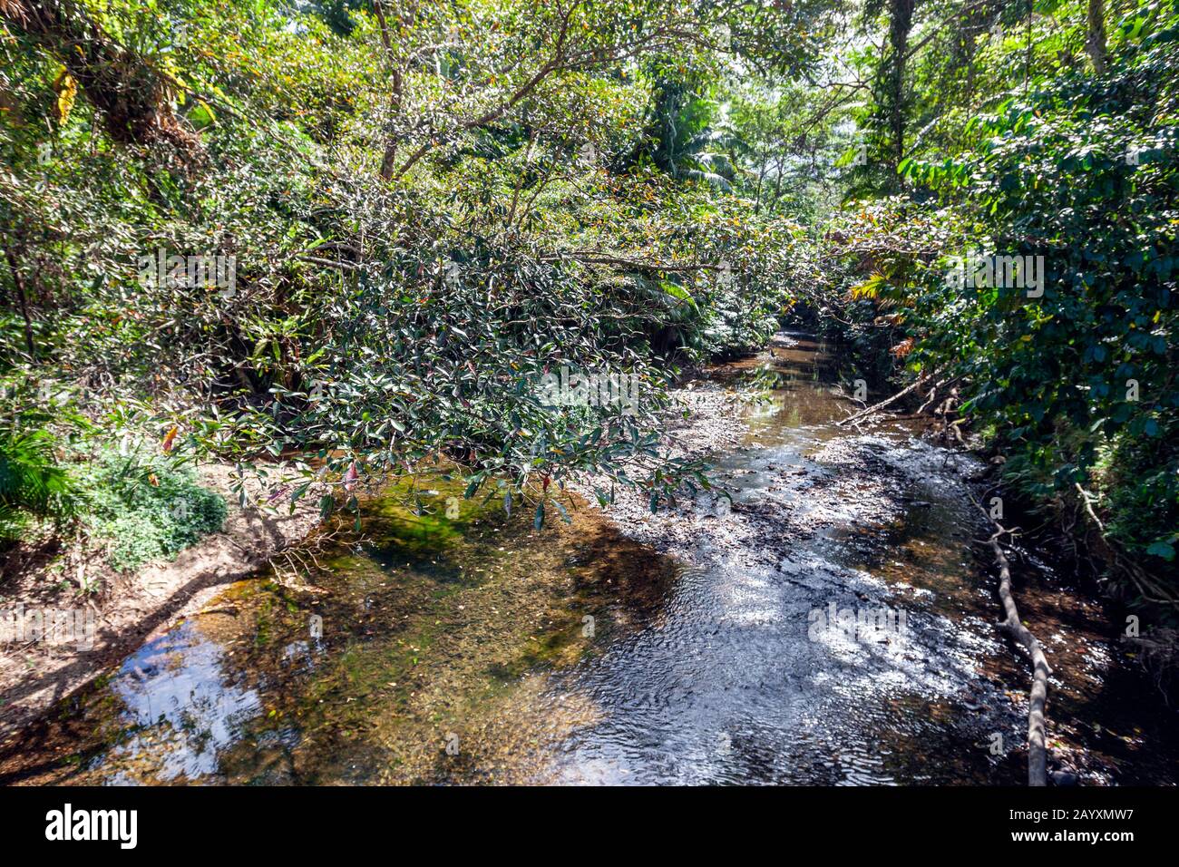 Creek dans le parc national de Daintree, Cape Tribulation Rd, Queensland, Australie Banque D'Images