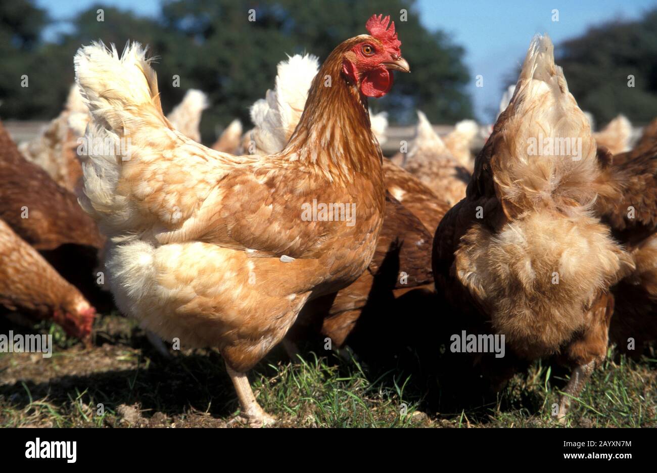 Les poules à aire de répartition libre de Rhode Island sur la ferme de liberté, Sussex, Angleterre Banque D'Images