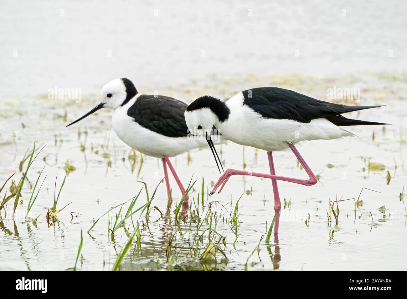 Pied stilt, ou stilt à col blanc, Himantopus leucocephalus, deux oiseaux exposés sur les courtises, en eaux peu profondes, Queensland, Australie 22 décembre 2019 Banque D'Images