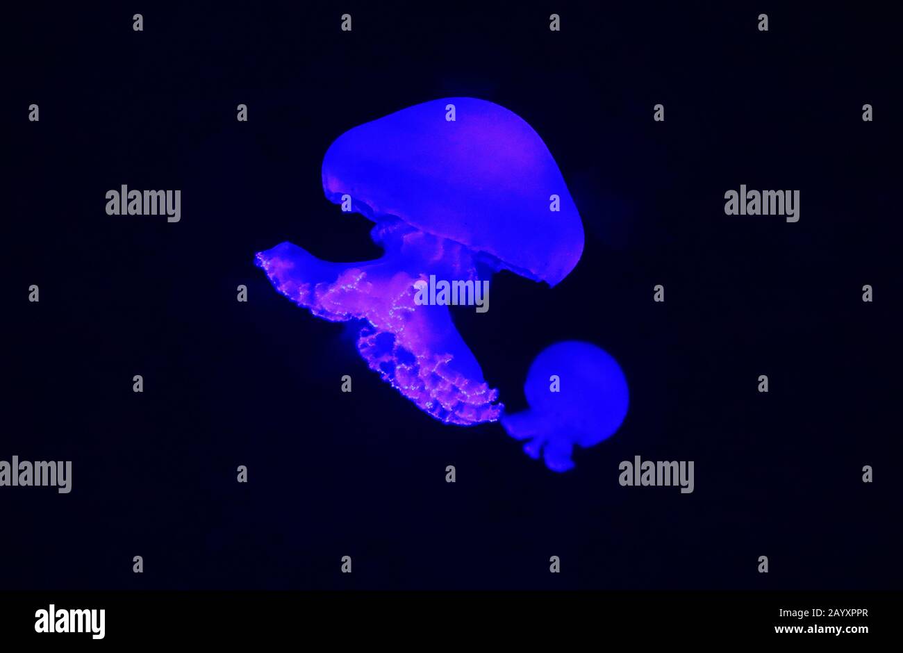 Le méduse de Cannonball Stomolophus meleagris , également connu sous le nom de méduse de cabagehead, est une espèce de méduse dans la famille des Stomolophidae Banque D'Images