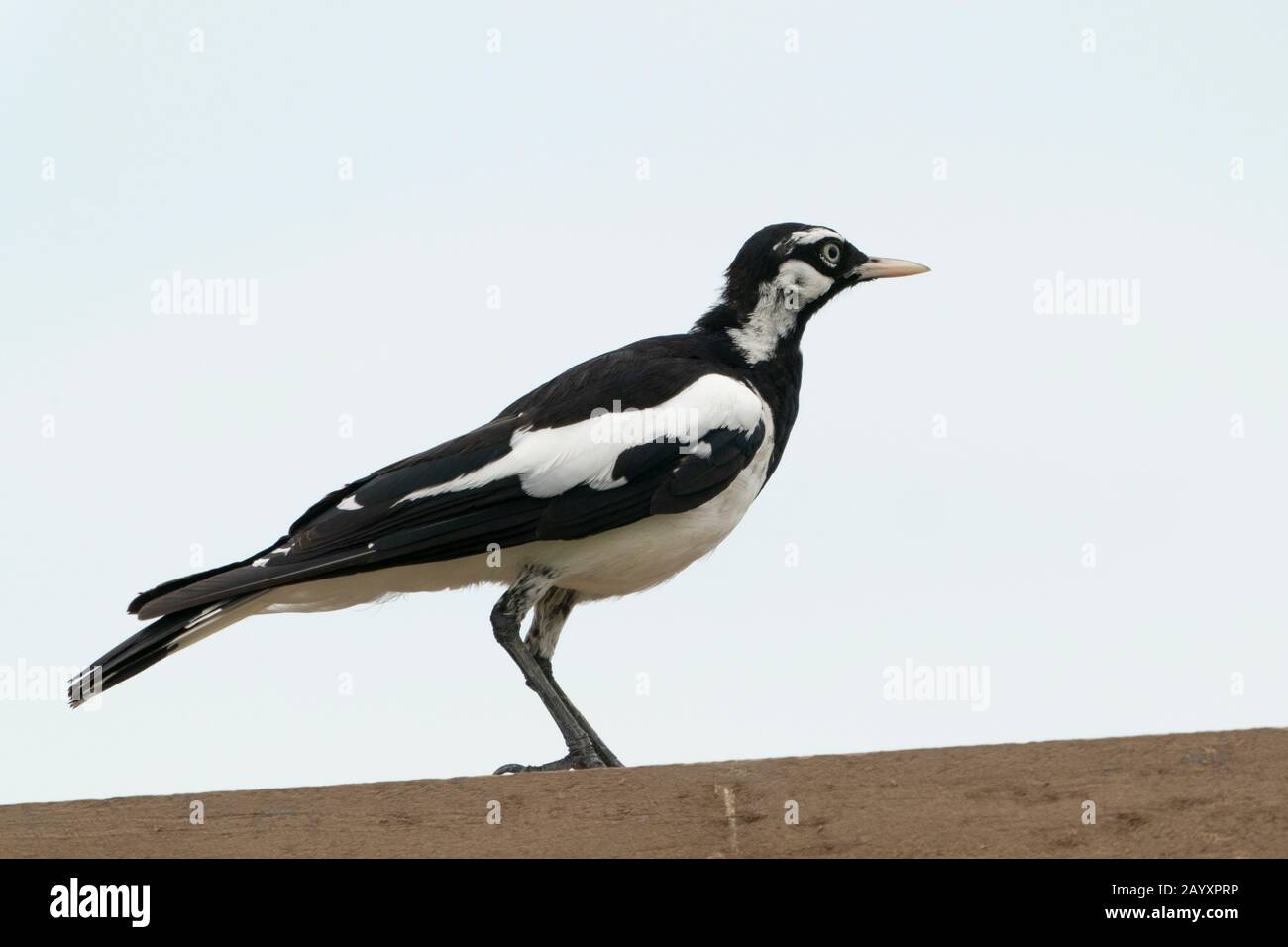 Magpie lark, Grallina cyanoleuca, adulte debout au mur, Townsville, Queensland, Australie 7 janvier 2020 Banque D'Images Magpie lark, Grallina cyanoleuca, adulte debout au mur, Townsville, Queensland, Australie 7 janvier 2020 Banque D'Images