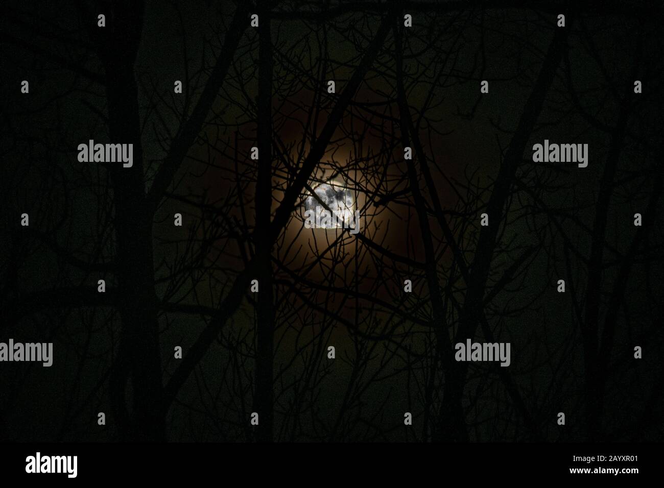 Moonlight dans les bois Banque D'Images