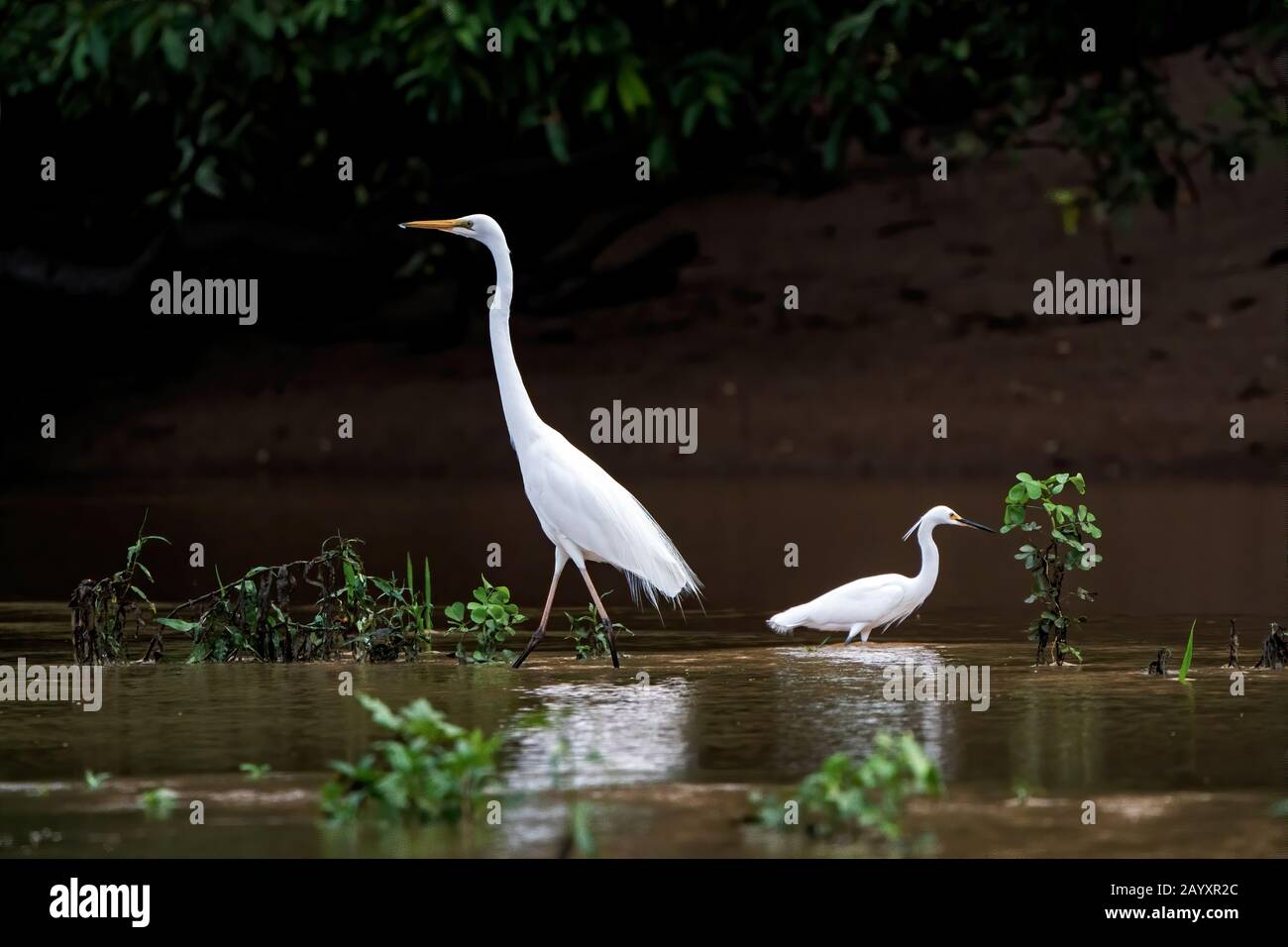 Grand aigrette (Ardeola alba) et petit aigrette (Egretta garzetta), se tenant à côté l'un de l'autre dans l'eau, Victoria, Australie 10 janvier 2020 Banque D'Images