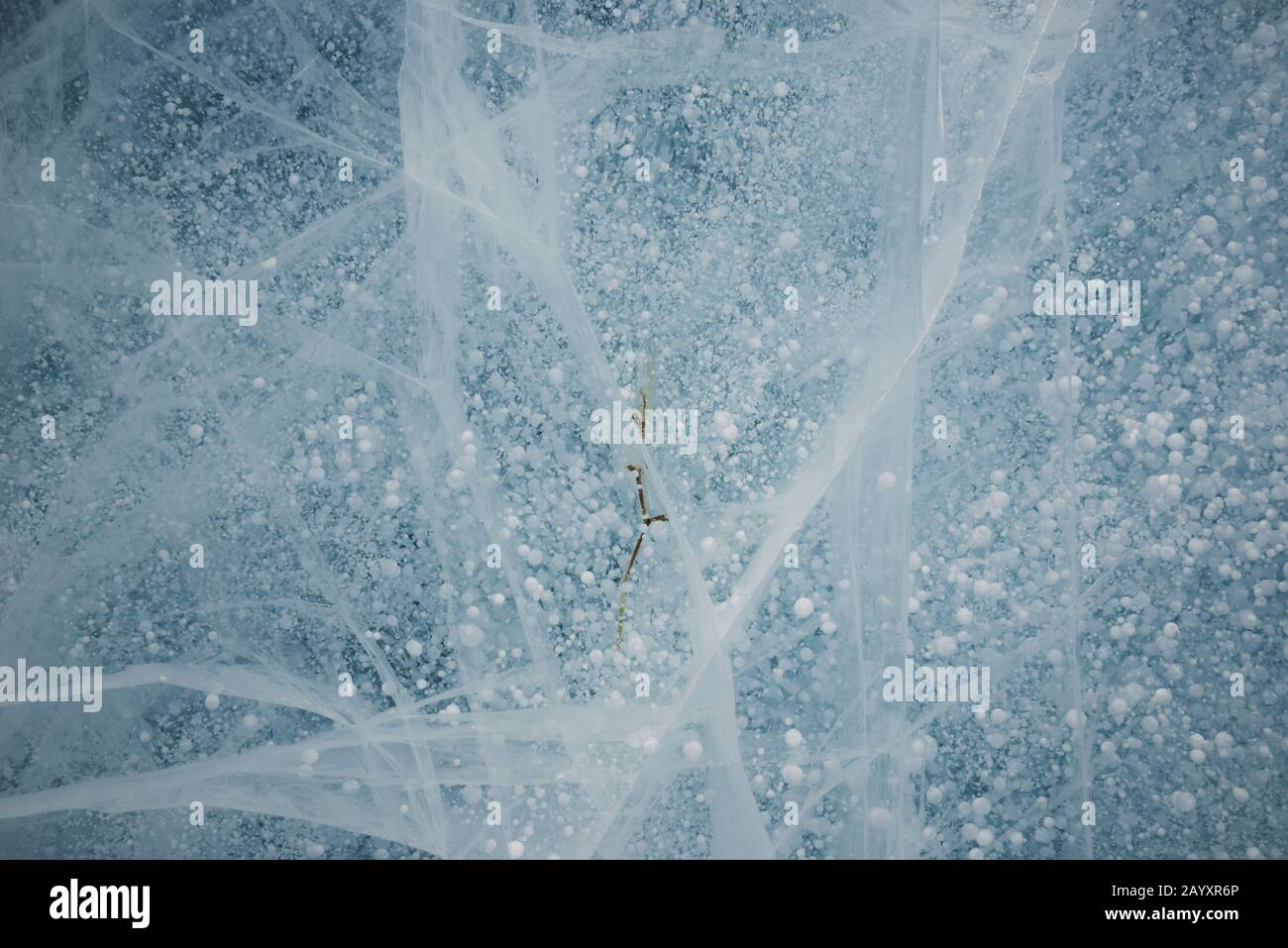 Une tordeuse tendre gelée dans la glace de Baikal avec des bulles Banque D'Images