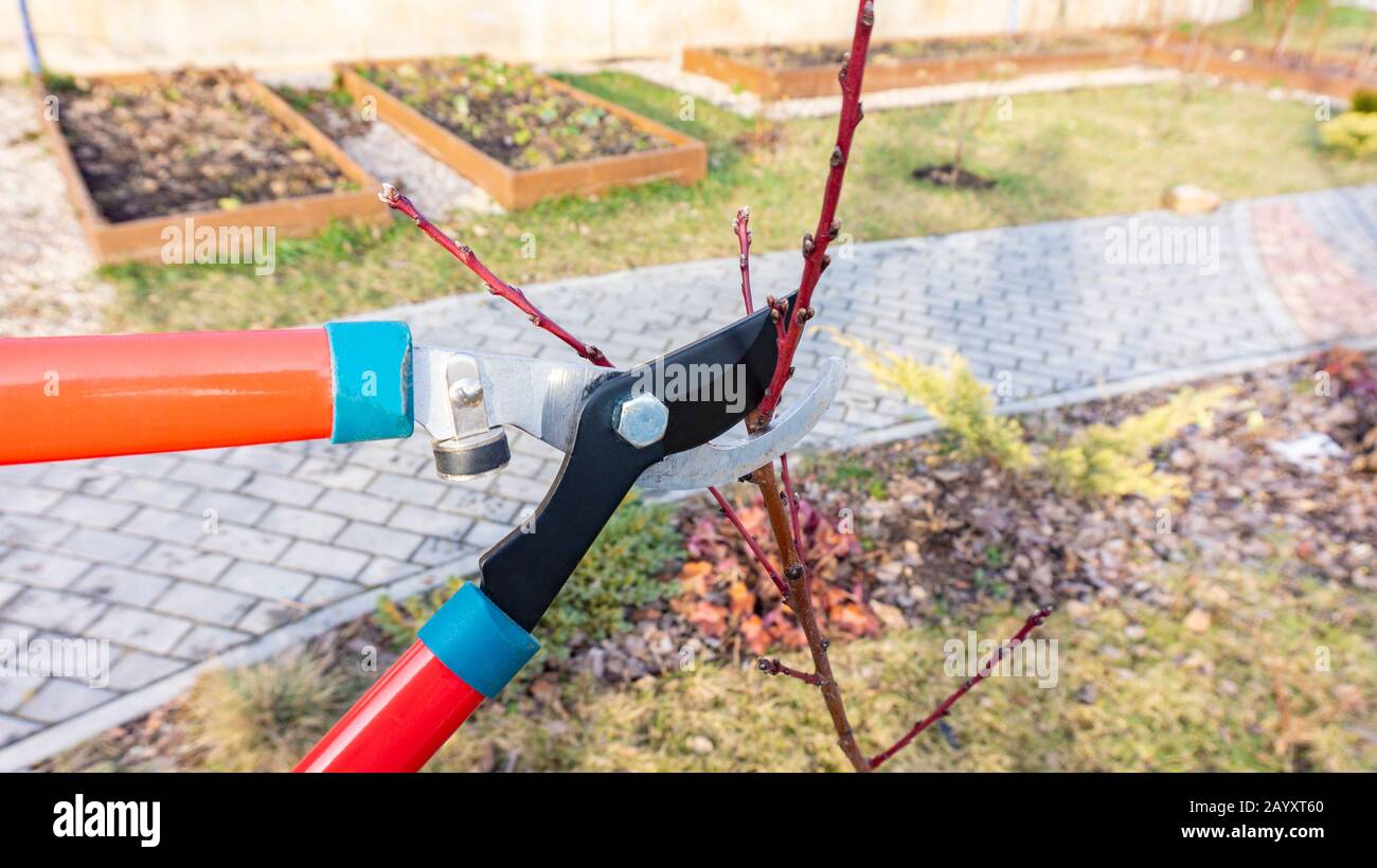 Élagage printanier de l'abricot avec cisailles de jardin ou tailleurs. Entretien d'un jeune verger au printemps. La main d'un jardinier coupe les branches latérales o Banque D'Images