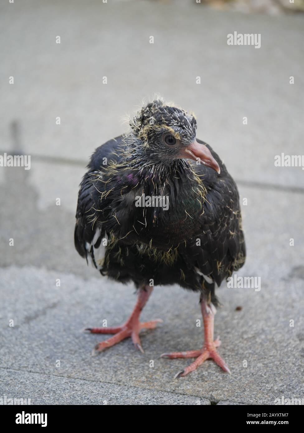 Laupheim, Allemagne: Un bébé pigeon Banque D'Images