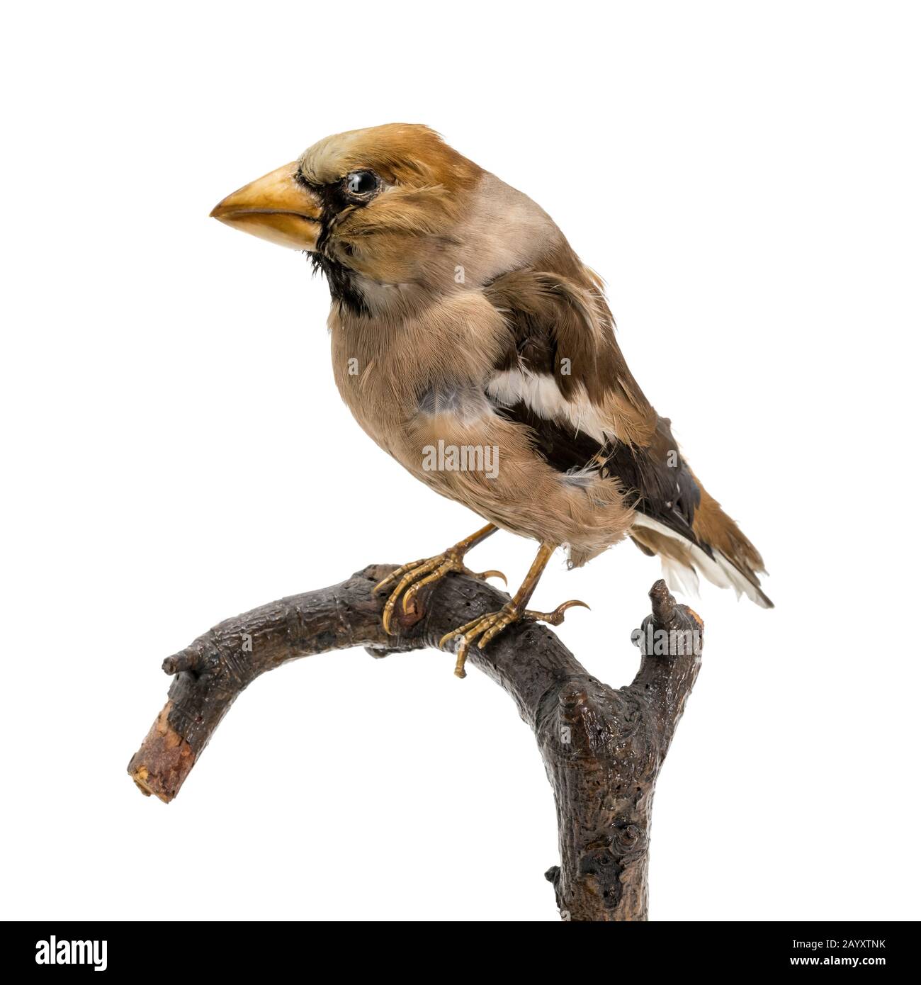 hawachfinch farci assis sur une branche isolée sur blanc Banque D'Images