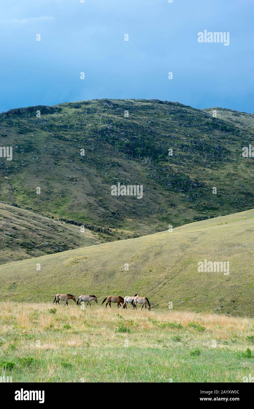 Paysage avec les chevaux Przewalski (Equus przewalskii) ou Takhi, le seul ancêtre sauvage vivant des chevaux domestiques, au parc national Hustai, Mo Banque D'Images