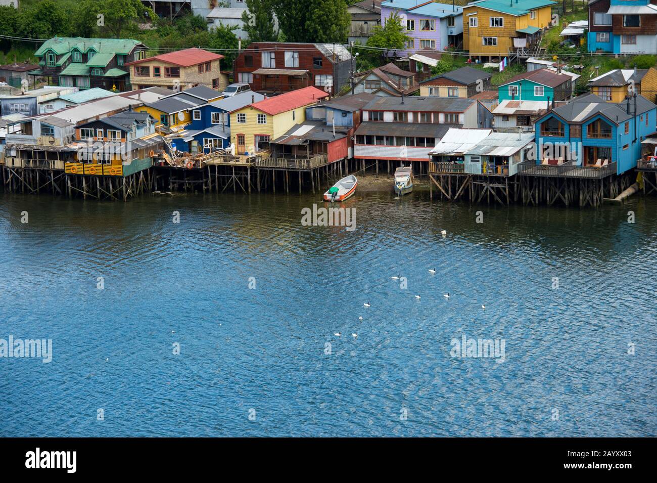 Vue sur les maisons sur pilotis (palafito) avec des cygnes à col noir (Cygnus melancoryphus) nageant sur l'eau dans la ville de Castro sur l'île de Chiloe au sou Banque D'Images