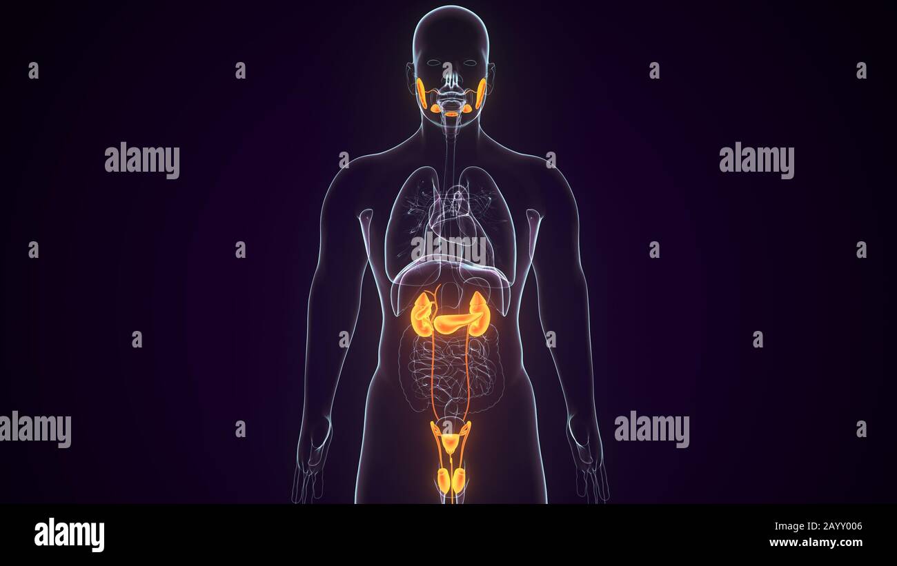 rendu 3d du système anatomique des reins humains Banque D'Images