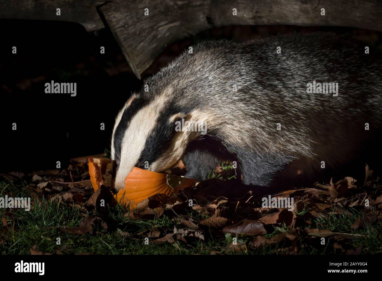 Gros plan sur le blaireau britannique sauvage et urbain (Meles meles) isolé dans le jardin d'automne du Royaume-Uni la nuit, pris en vedette, mangeant la citrouille d'Halloween. Humoristique. Banque D'Images