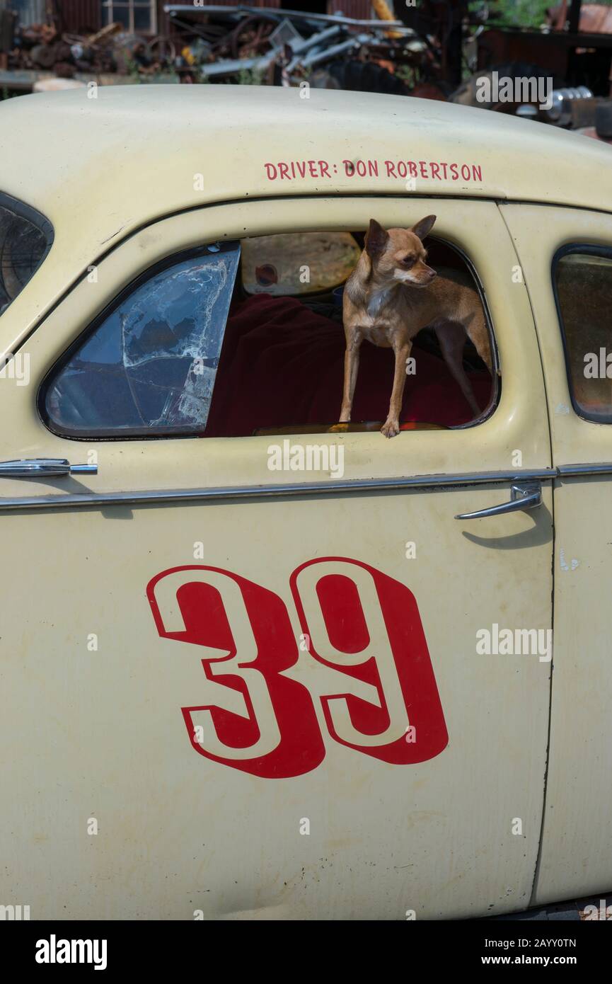 Un chien Chihuahua (chien Chiwawa) dans la fenêtre d'une voiture ancienne à la mine historique Gold King et à la ville fantôme des années 1890 à l'extérieur de Jérôme à Arizon Banque D'Images