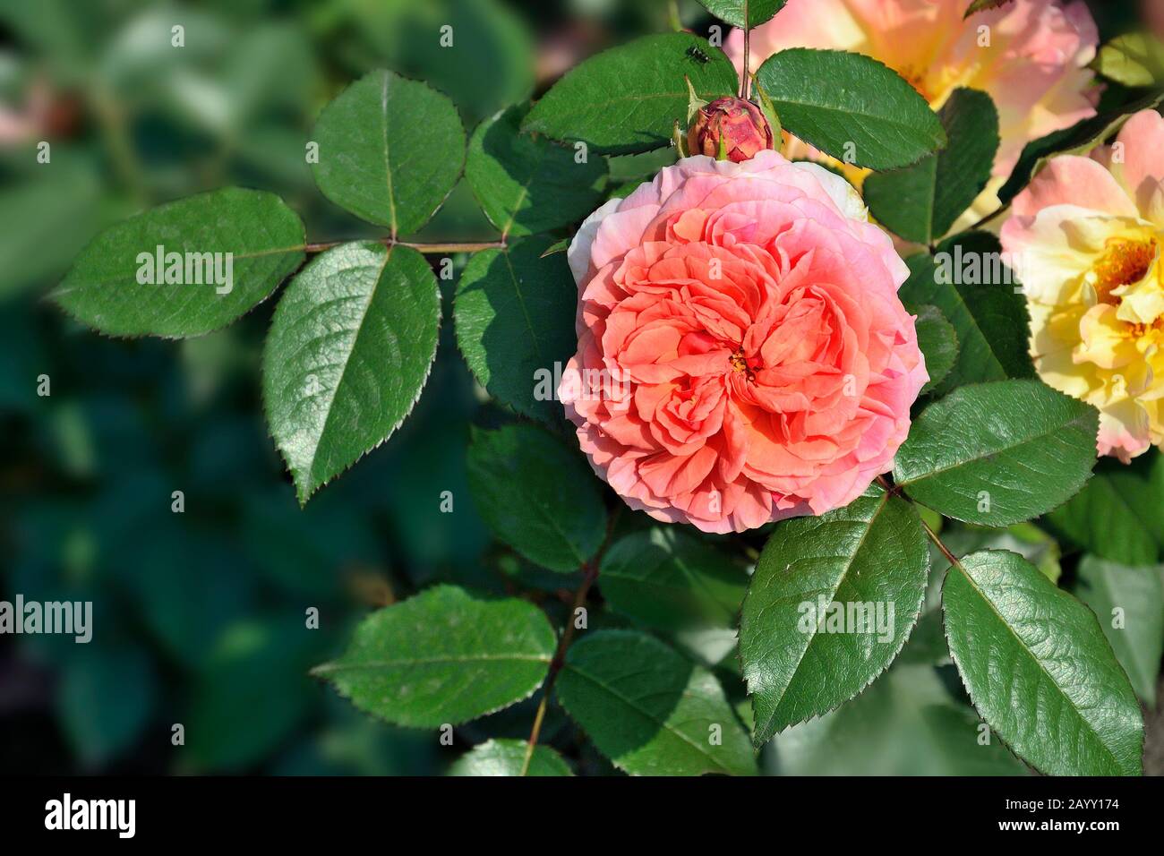 Belle fleur de corail rose, bourgeon et feuilles vertes dans le jardin de roses. Plante de rose en fleurs gros plan, beauté douce de la nature. Superbes détails pour les fêtes de fin d'année Banque D'Images