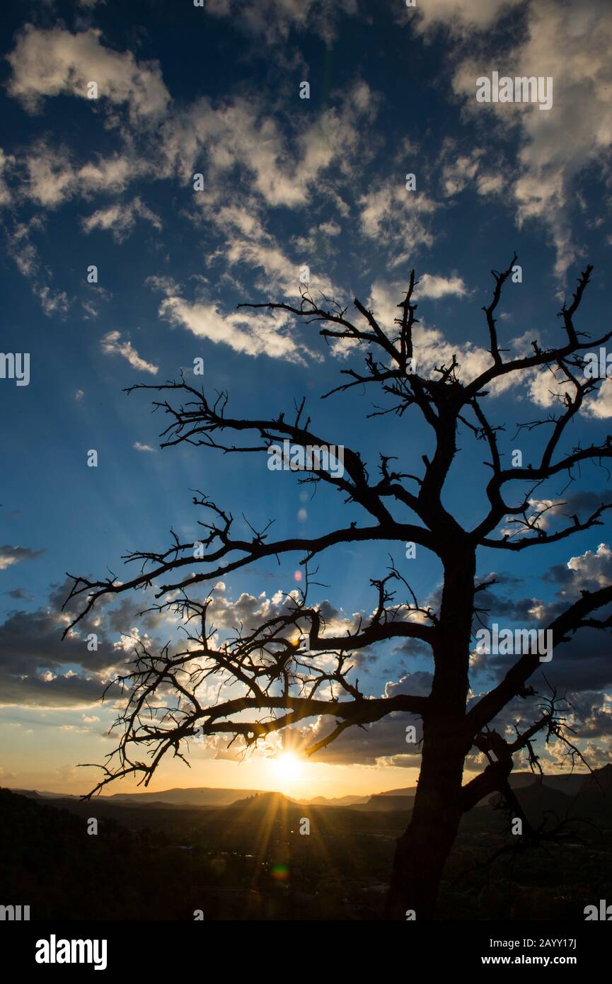 Un arbre mort est silhouetté au coucher du soleil sur le sentier Airport Mesa Loop à Sedona, Arizona, États-Unis. Banque D'Images