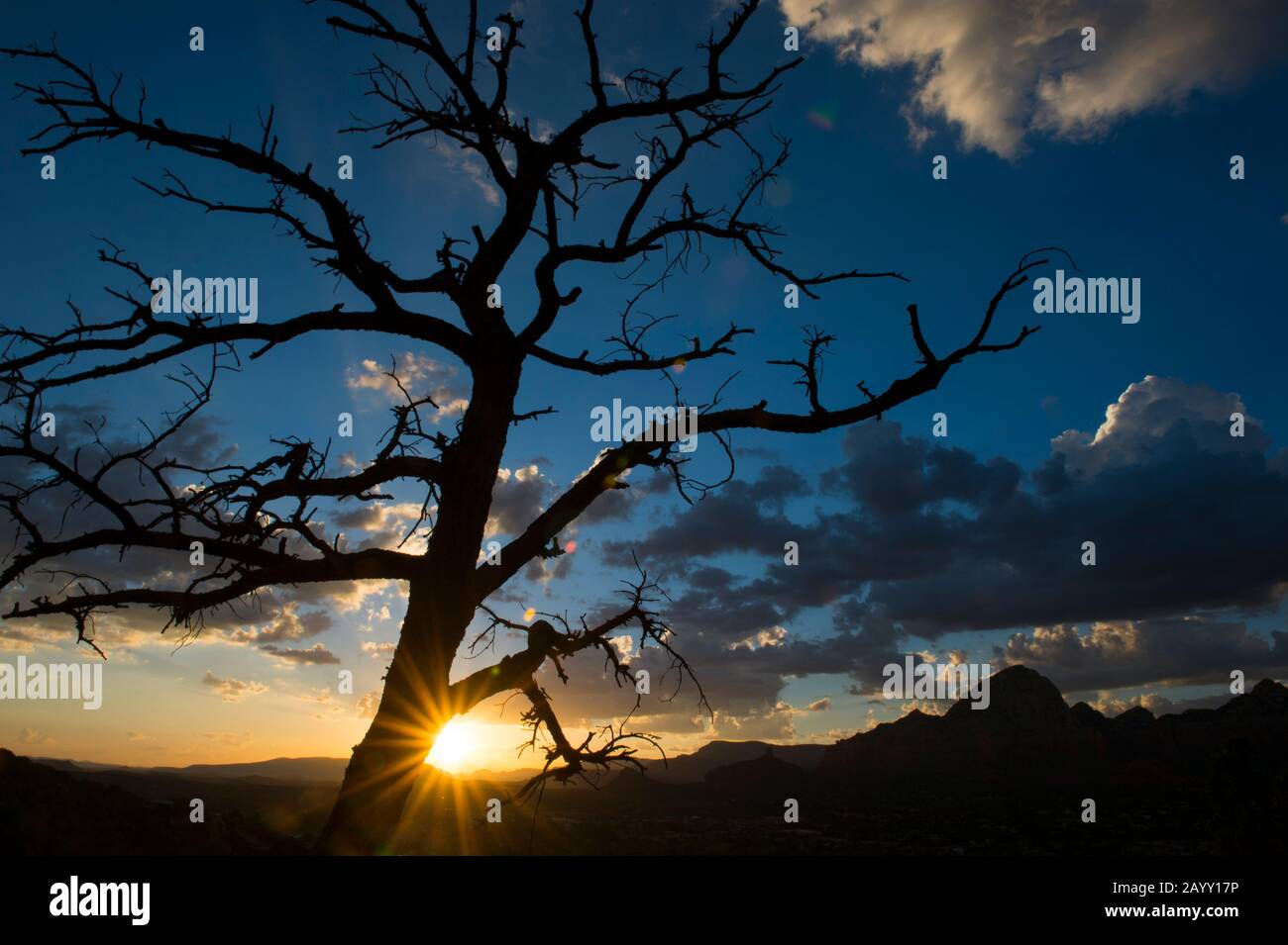 Un arbre mort est silhouetté au coucher du soleil sur le sentier Airport Mesa Loop à Sedona, Arizona, États-Unis. Banque D'Images