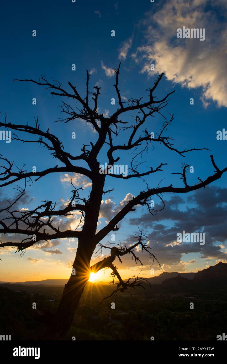 Un arbre mort est silhouetté au coucher du soleil sur le sentier Airport Mesa Loop à Sedona, Arizona, États-Unis. Banque D'Images