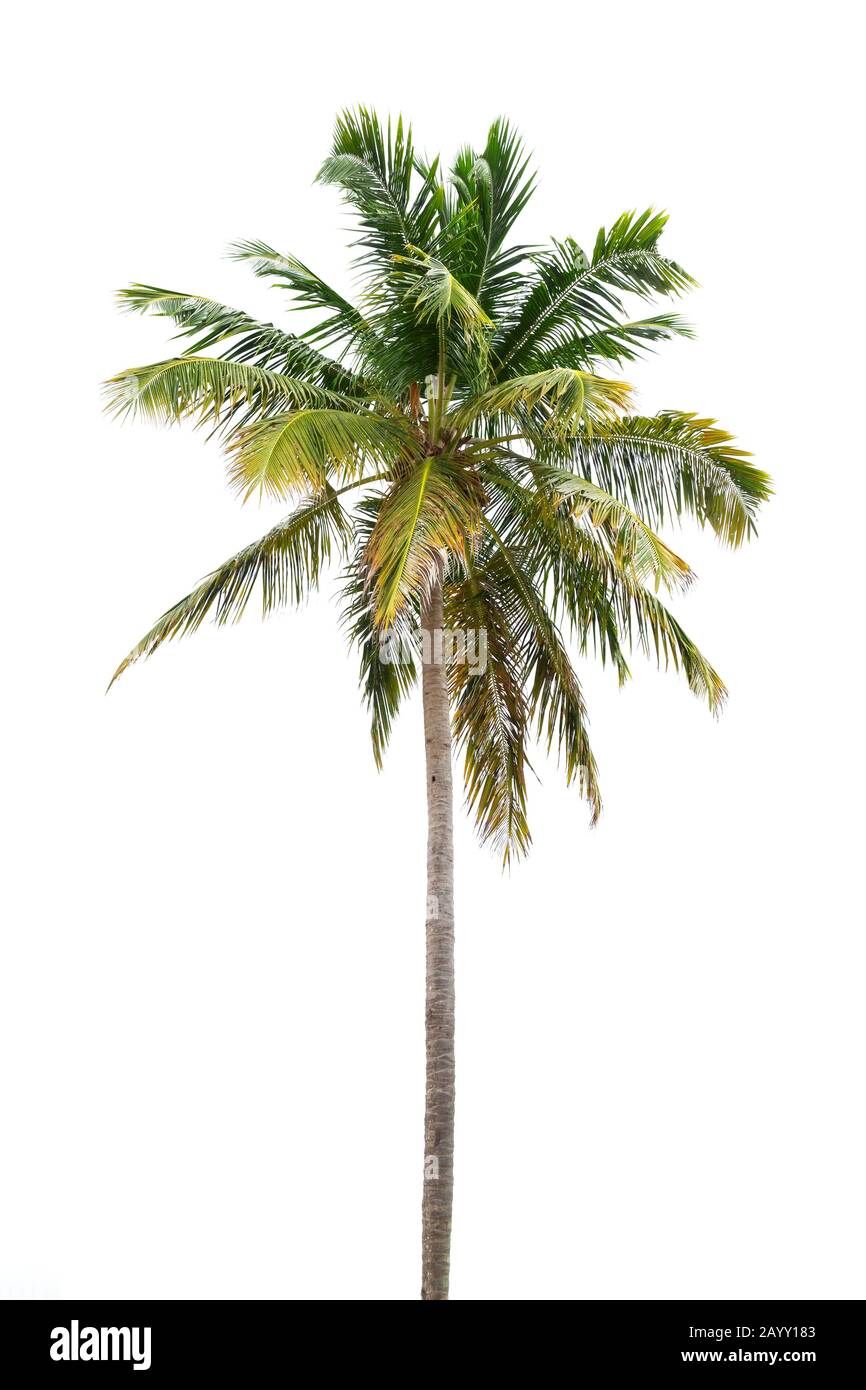 Palmier à noix de coco, arbre tropical isolé sur fond blanc Banque D'Images