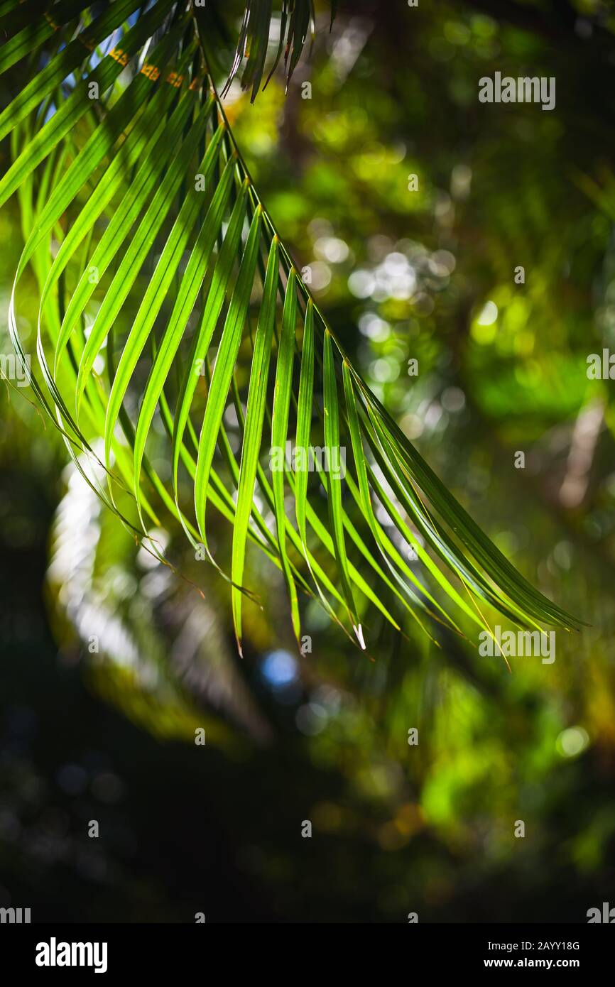 Feuille de palmier vert vif sur fond flou, photo tropicale naturelle verticale Banque D'Images