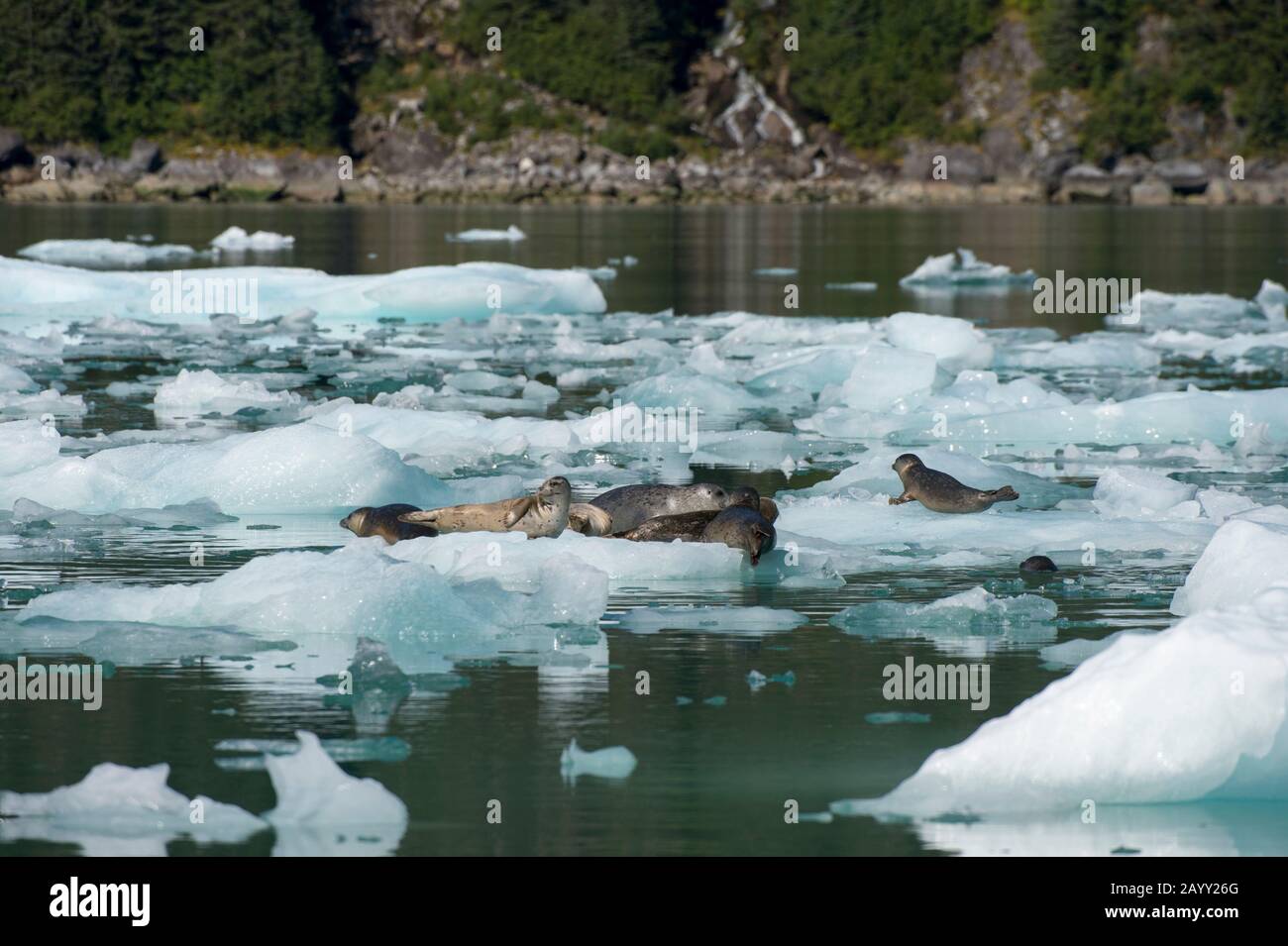 Phoque commun (Phoca vitulina) reposant sur des icebergs dans la baie de LeConte, nommé en l'honneur du biologiste californien Joseph LeConte, dans les Fores nationaux de Tongass Banque D'Images